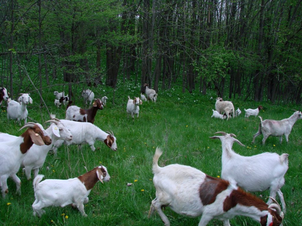 Goats and their kids in wood pasture