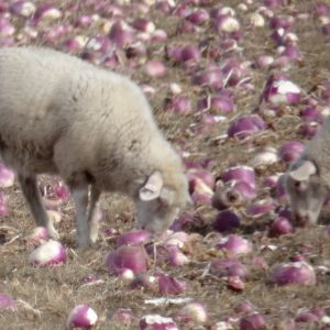 lambs nibbling turnips