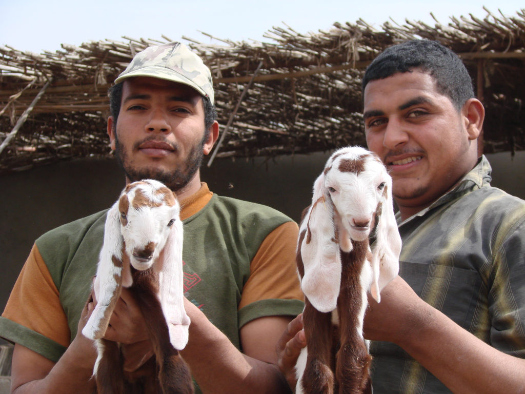 Twin Zaraibi goats