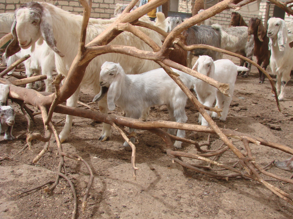 Egypt Zaraibi dairy goat and young