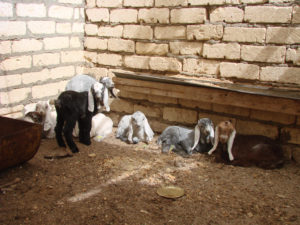 Young Egyptian Zaraibi goats