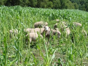 Grazing their way through the corn field