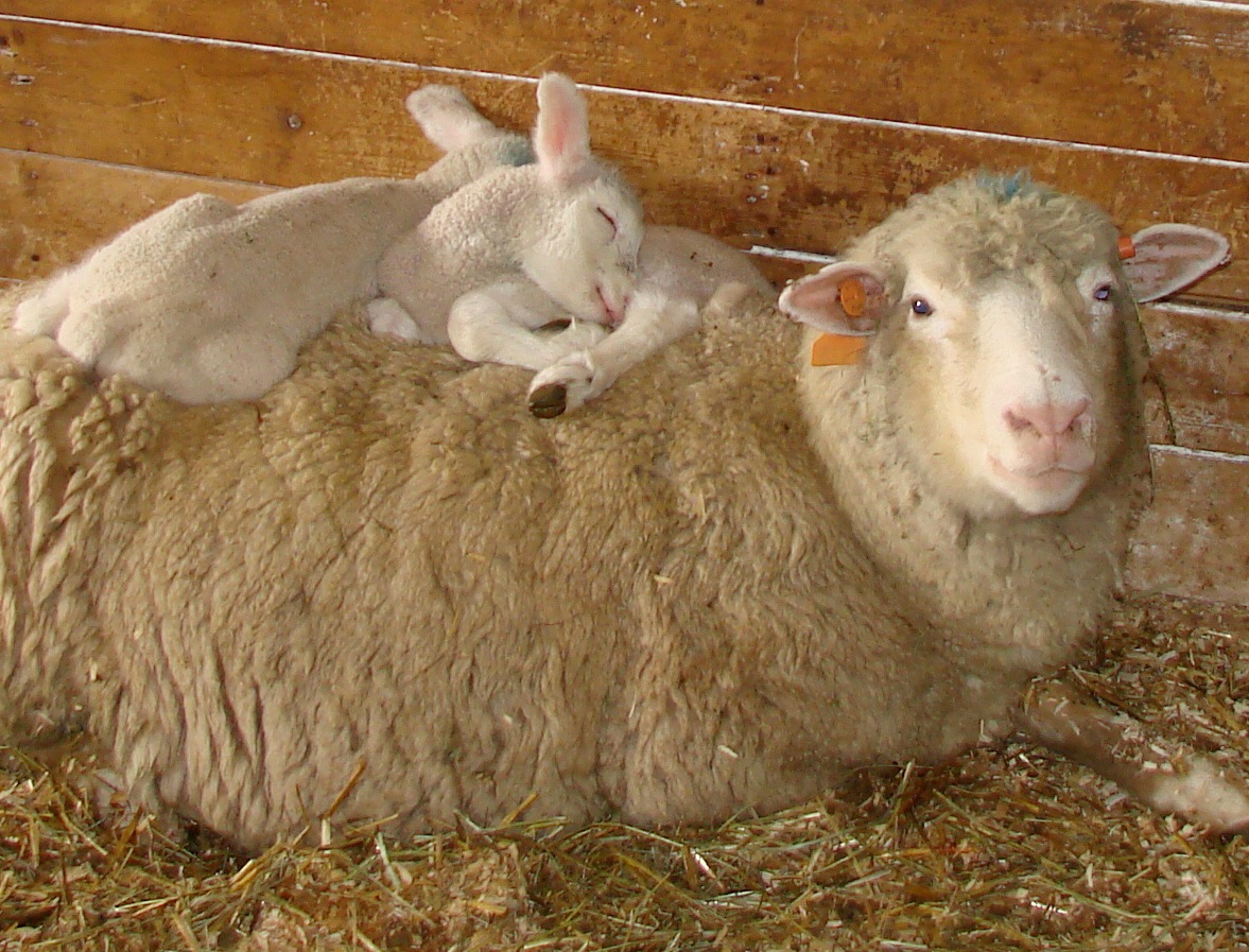 Warm lambs on ewe