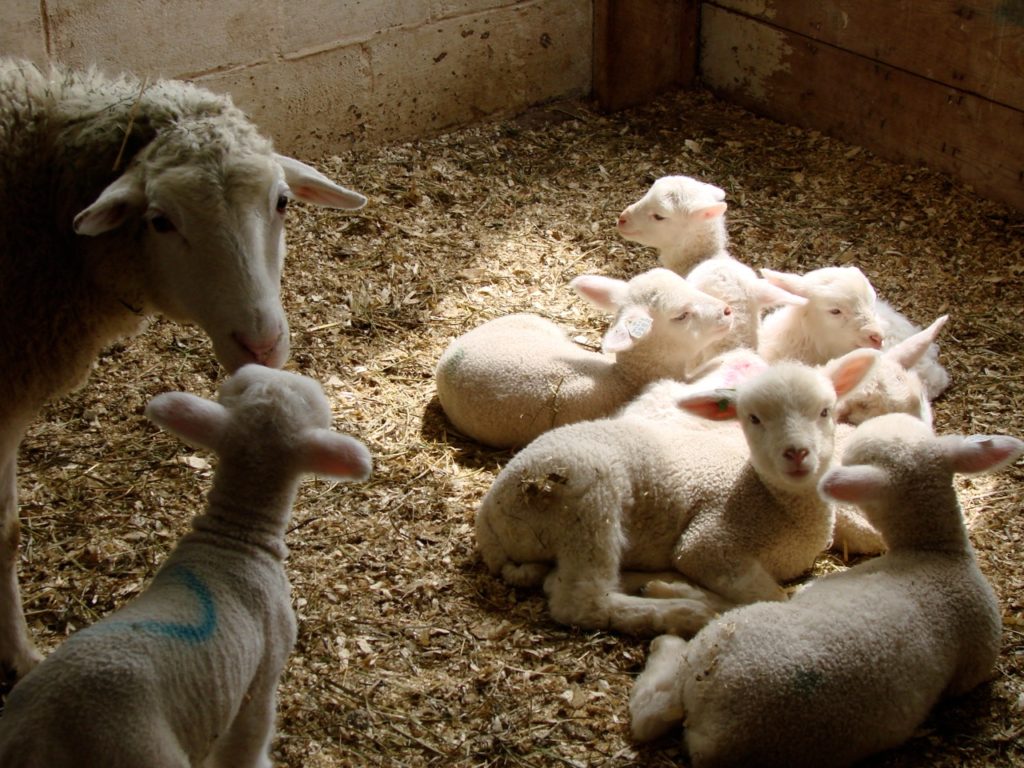 Lambs sleeping in sunlight