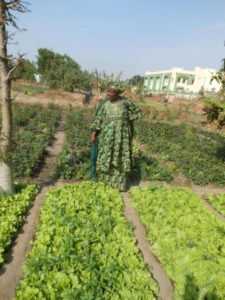 Salad Garden