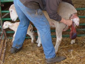 Ewe with problem birth being helped to deliver