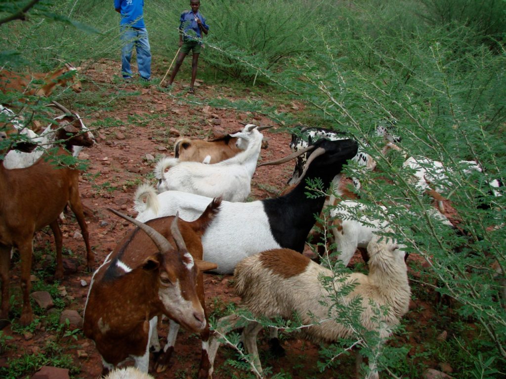 Ethiopian Highland Goats