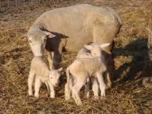 Ewe checking newborn lambs