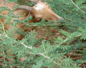 Goat eating around thorns in Ethiopia