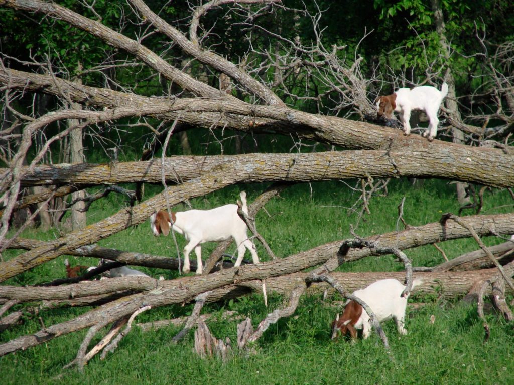 Goats playing in tree