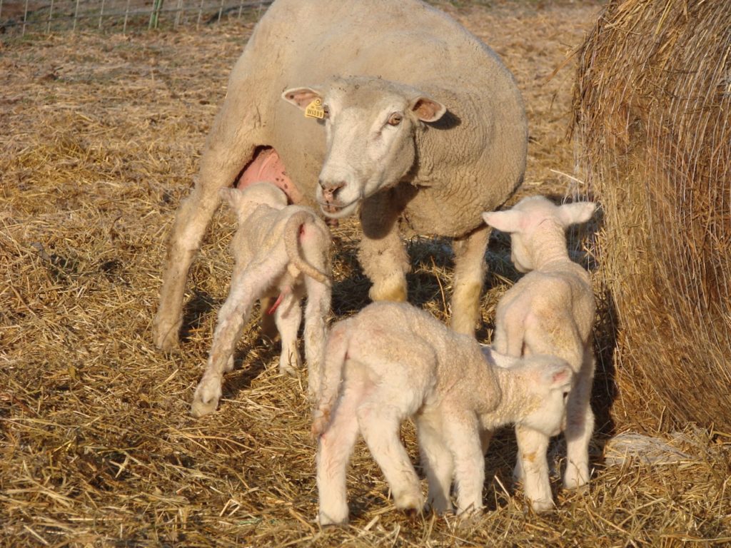 Lambs milking