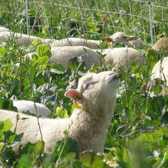 Customer Question: What Do Your Sheep Eat?