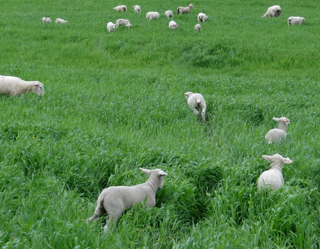 Lambs neck high in winter rye grass
