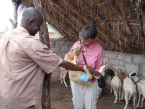 Examining young goat at Lofine