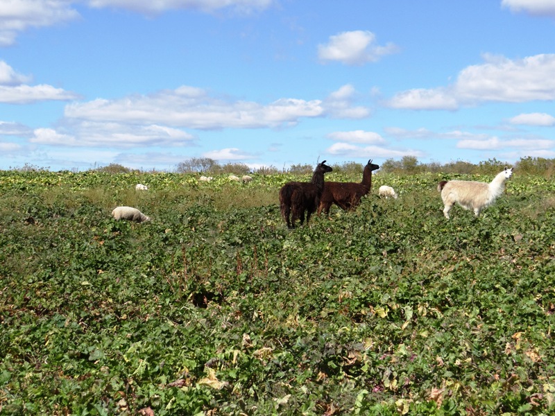 Llama guardians overlook field