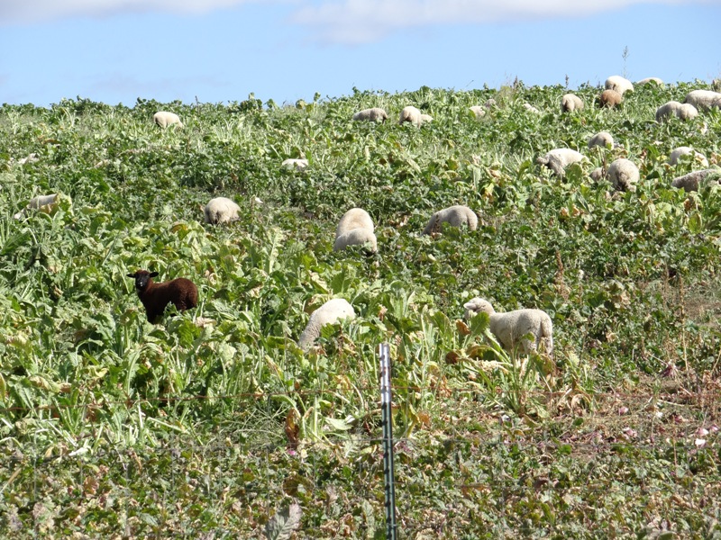 Lambs harvesting their own turnips