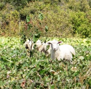 Lambs in turnip field