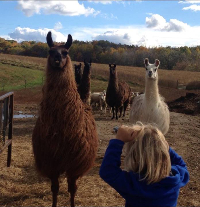 Here come the llamas