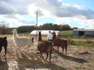 Llamas following mom