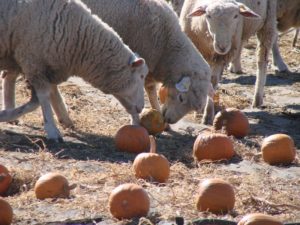 Ewes fighting over pumpkins