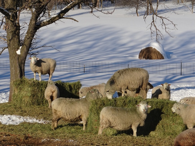 Ewes and their bales