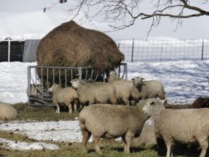 Ewes around new round bale feeder