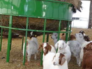 Goat kids eating from below the bale