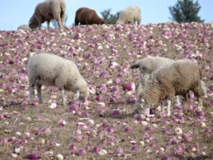 Lambs Harvesting Turnips
