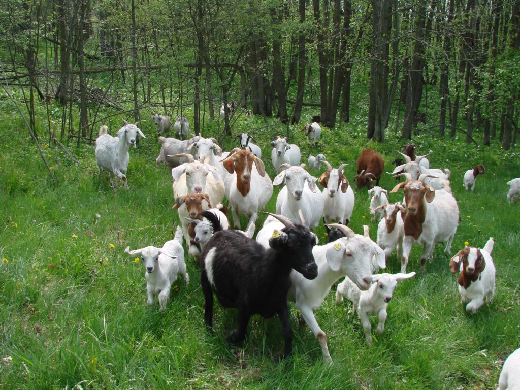 goat meat from grass-fed goats