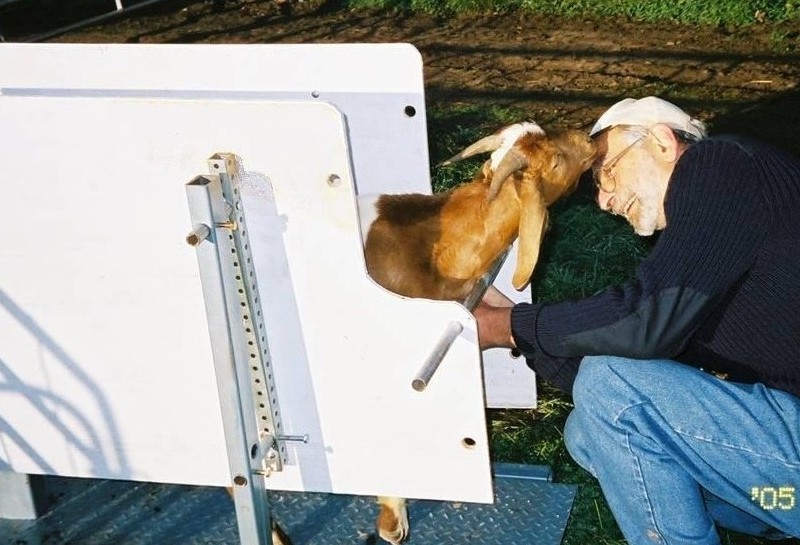 Handling Sheep and Goats Shepherd Song Farm