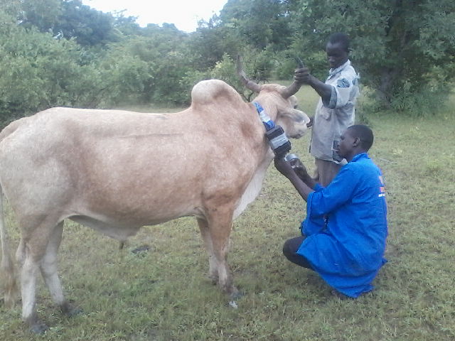 Attaching GPS Collar Cattle