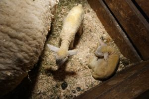 Newborn twin lambs 