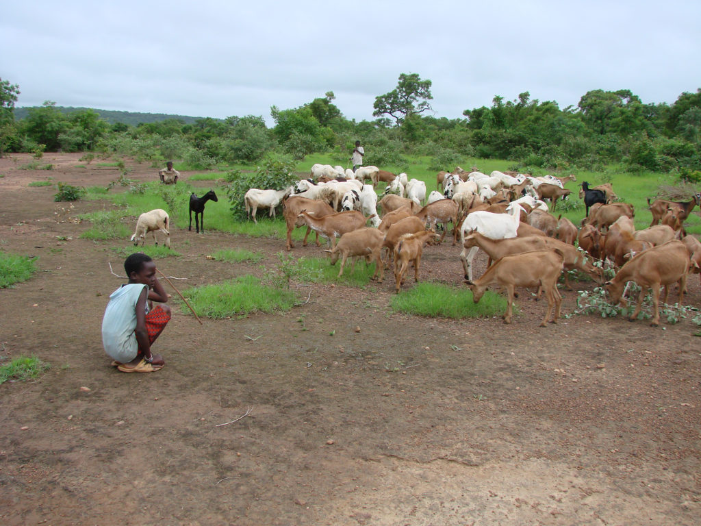 Children tending sheep and goats in Mali