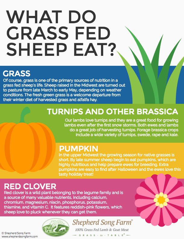 Grassfed sheep infographic