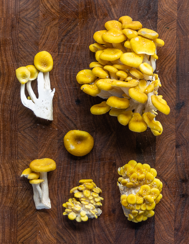 Golden oyster mushrooms (Pleurotus citrinopileatus). 
