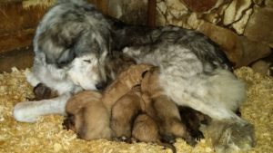 Dog Molly with her puppies