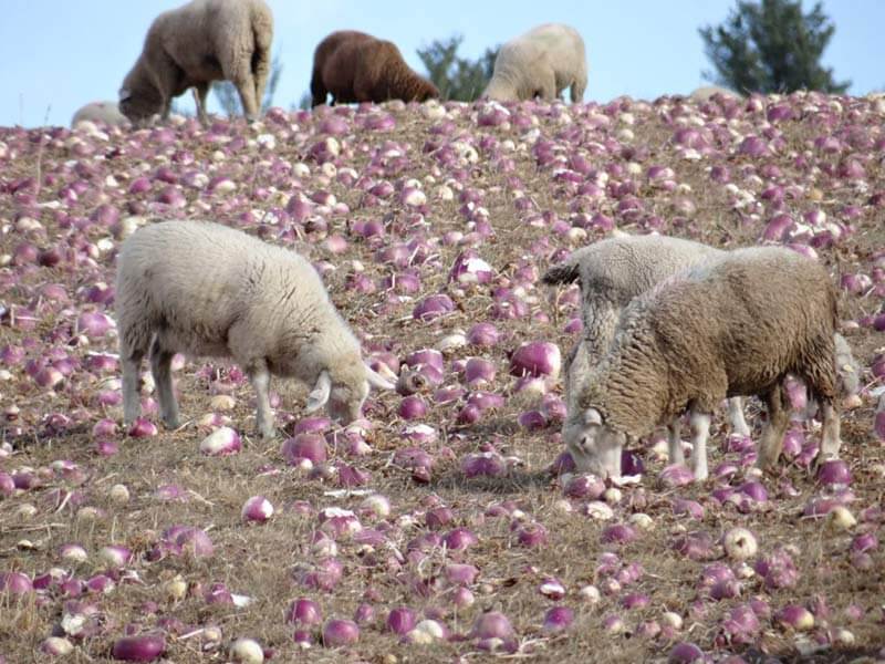 Grass fed lamb eating turnips