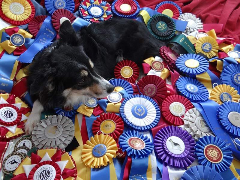Mist, border collie, unimpressed with her ribbons