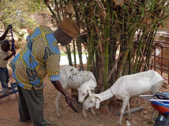 Malian farmer feeding home made molasses block to sheep 