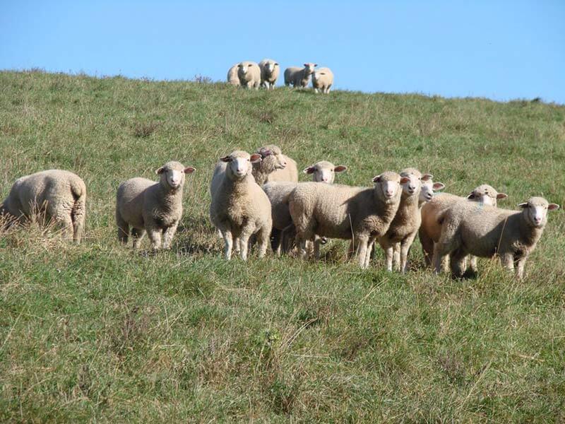 grass fed sheep & goat farm