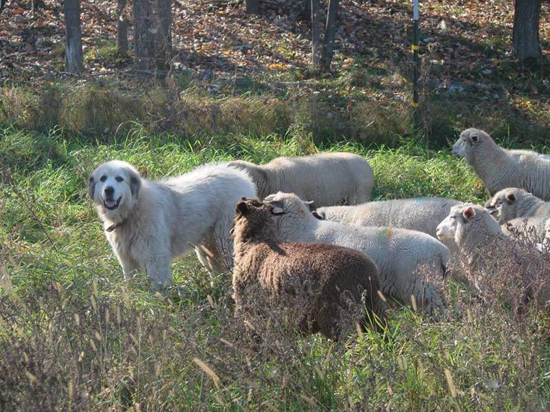 Guardian dog Tully with his lambs
