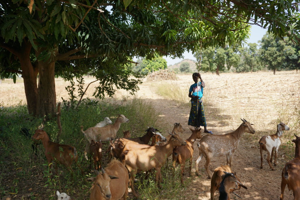 Young shepherd with her goats