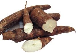 Yuca or Cassava Root