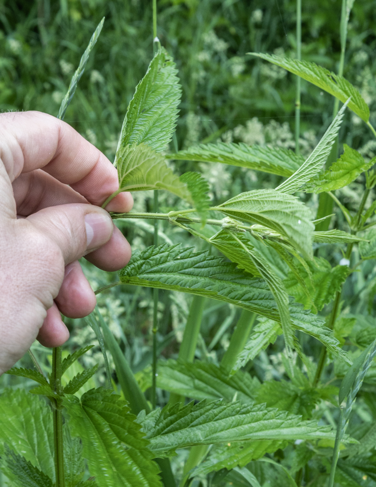 Bending the stem of a stinging nettle to show it's tender. 