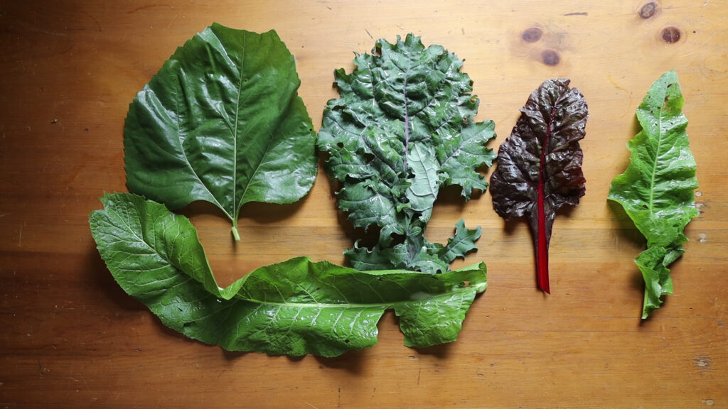 Different greens for stuffing laid out on a board: sunflower leaf, horseradish, kale and chard. 
