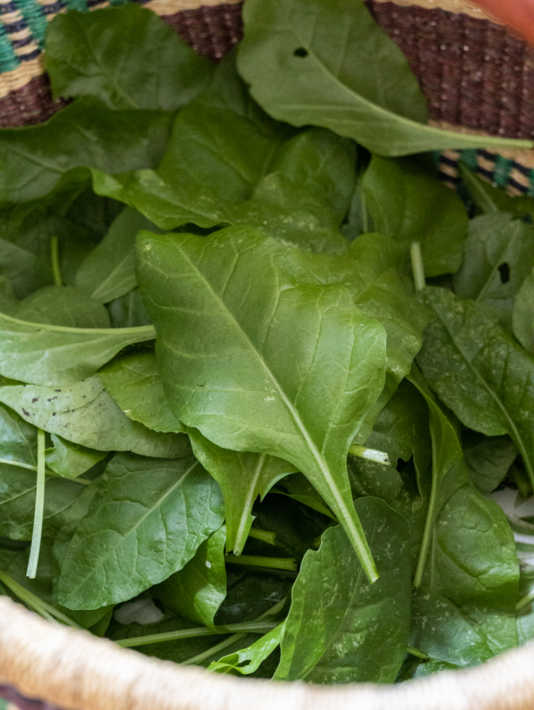 spinach beet greens or beta vulgaris 